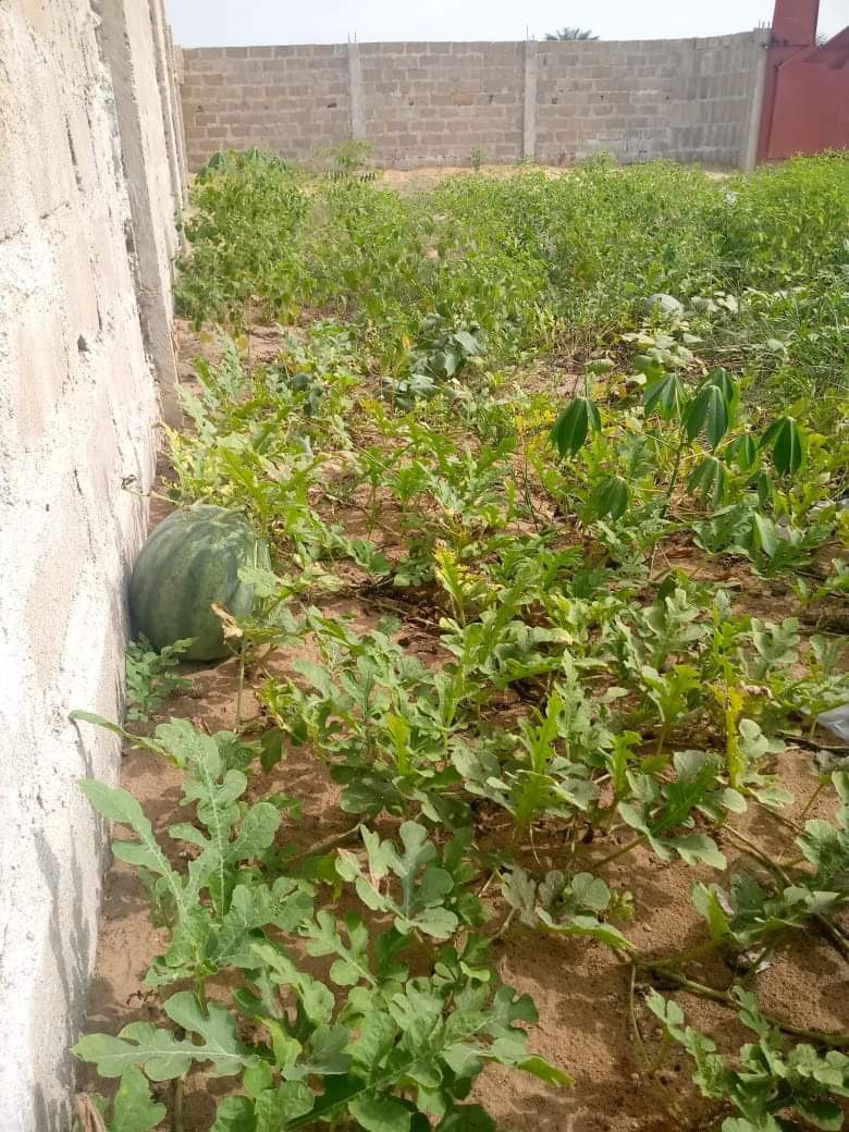 Home - Liberian Agricultural Project